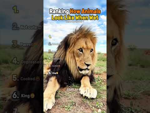 Ranking How Animals Look Like When Wet😭