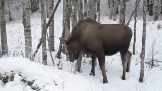 preview picture of video 'A Lone Moose'