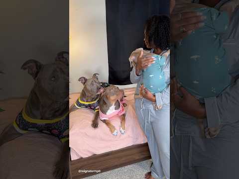 Morning Routine With 3 Dogs #puppy #cute #morningroutine #doglover #doggrooming #viral #shorts