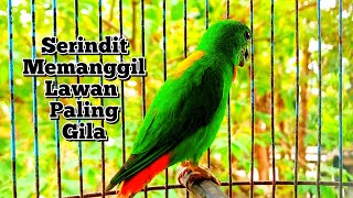 Download lagu serindit memanggil ||  suara serindit pikat  memanggil lawan paling gila mp3