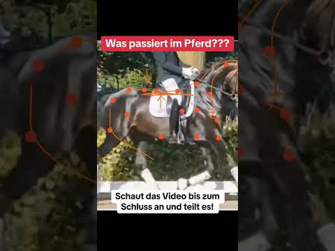 What happens in the horse? | during absolute upright posture