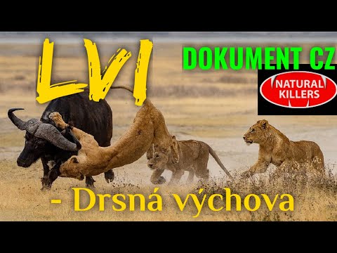 48 LVI - Drsná výchova (DOKUMENT - Predátoři zblízka)