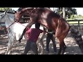 Horse Sex