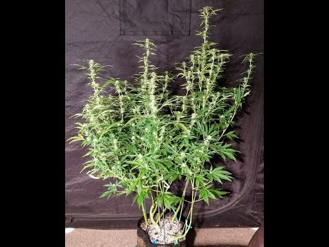 Huge Autoflower Update. Weeks 3 through 5