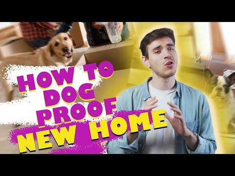 How to Dog Proof Your New Home After Move In - Moving Tips 2022