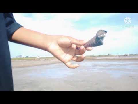 Si Acir (Anak Ciroge) dari Kp.Ciroge mencari siput(kerang) blencong di empang