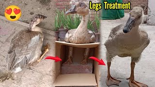 Tango 🦆 Ki Legs 🥳 Ka Operation Kr Diya - Duck Legs Treatment | Tango Thek Ho Gai | 3mbvlogs