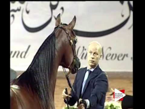 N.123 MA’ISAH AL HAWAJER - Ajman 2016 - Mares 5 to 8 years old (Class 5)