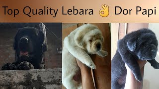 Top Quality Lebara 👌 Dor Papi