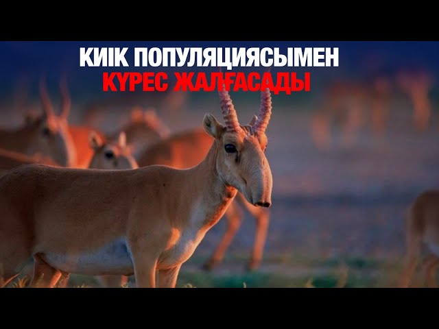 Киік популяциясымен күрес жалғасады