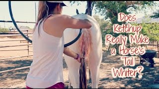 Does Ketchup Really Make a Horse's Tail Whiter?
