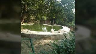preview picture of video 'Lucknow zoo school bachche piknik time'