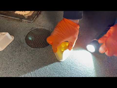 Setting Up the Fruit Fly Traps in Plainsboro, NJ