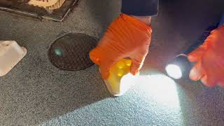 Watch video: Setting Up the Fruit Fly Traps in...