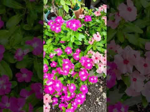 干ばつに強い植物、青いオート麦、緑の庭園のコントラスト