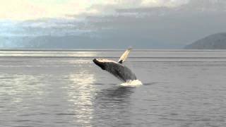Cruising Alaska: Breaching Whale on Icy Strait