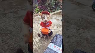 Download lagu Kucing Antar Paket mp3