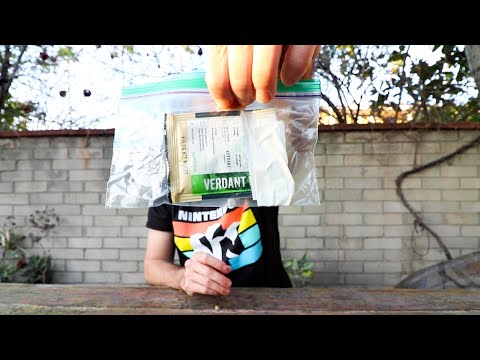 A yeast that works (so far)