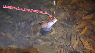 Download lagu BEYOND REASON..!! Got a strange channa limbata in a place like this || Hunting for channa limbata... mp3 Download lagu BEYOND REASON..!! Got a strange channa limbata in a place like this || Hunting for channa limbata... mp3