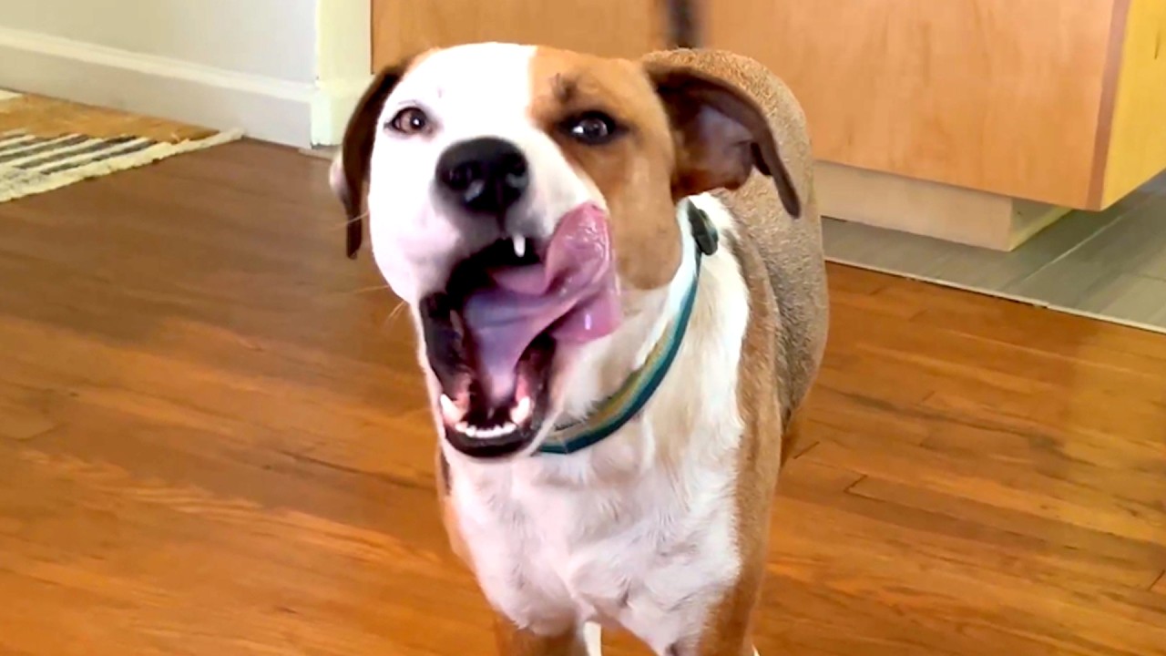 Try Not to Laugh: The Funniest Animal Compilation! Best of 2025!