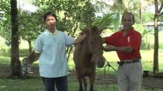 preview picture of video 'CCM Philippines - Horse Ministry'