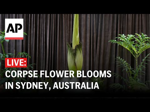 LIVE: A corpse flower blooms in Sydney
