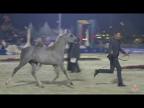 N 205 AJ FAIK   Asharqia Arabian Horse Classic 2020   Yearling Colts Class 7C