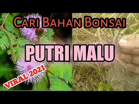 Berburu Bahan Bonsai Viral (Putri Malu) 2021