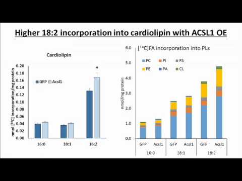 Loss of ACSL1 Impairs Mitochondrial Function and Decreases Tetralinoleoyl Cardiolipin