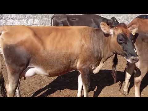 FAZENDA MANOEL SÃO PAULO ÁGUAS BELAS- PE LIGUE 87 98173 - 1690 VACAS DE 6. 500 A 9. 000 REAIS 