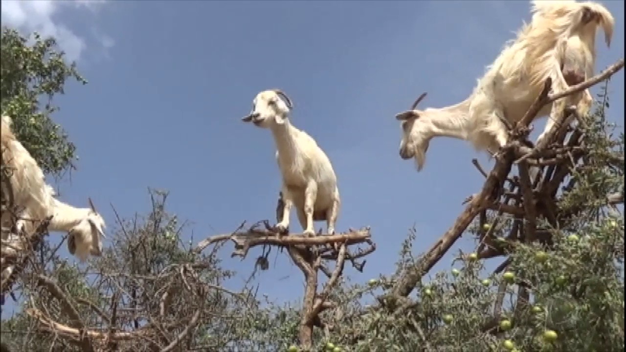 Cabras ficam no topo de árvores para sobreviverem no Marrocos