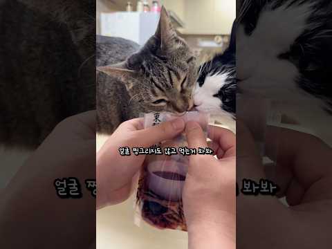 한약 먹는 고양이