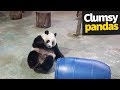 Cute and Clumsy Panda Compilation 2019 | Pandas are Awesome