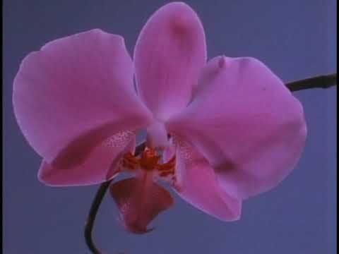 The Orchids of Longwood Gardens