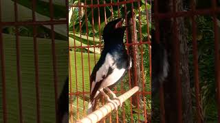 Download lagu KACER MALAS BUNYI LANGSUNG RAJIN GACOR mp3 Download lagu KACER MALAS BUNYI LANGSUNG RAJIN GACOR mp3