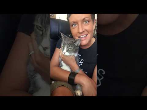 Is Dry Food Good For My Cat's Teeth? | Two Crazy Cat Ladies