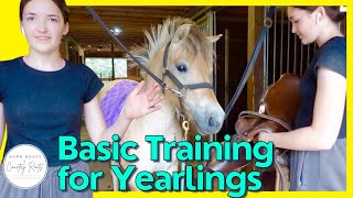 BASIC TRAINING FOR A YOUNG HORSE | VLOG