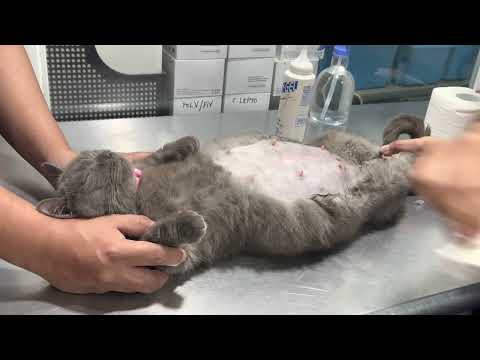 British x munchkin cat giving birth to a healthy 6 kittens