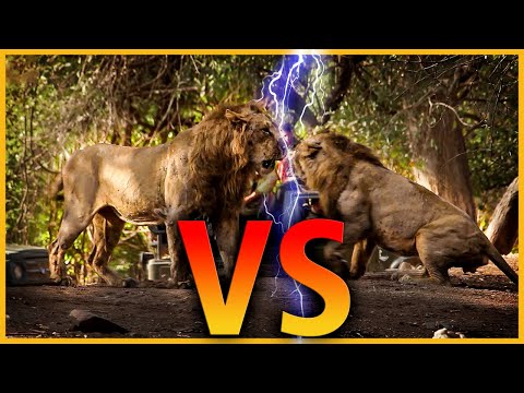 Best Wildlife Video From Gir Forest In Junagarh | Lion v/s Lion Fight At Junagarh | Gir Forest Lions