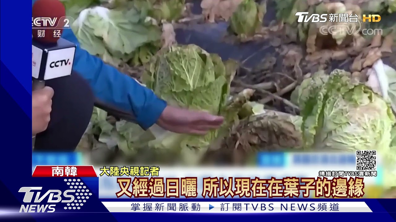 南韓山東白菜飆漲 一家四口得花9000元醃「金泡菜」