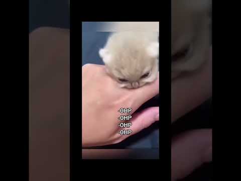 #funny #cats #pet #catdog #catshorts #funnycats #catvideos