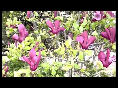 紫モクレン 植物