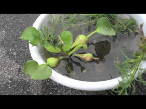 How to Make a Mini Pond