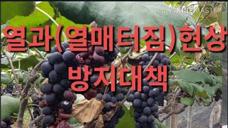 열매가 자꾸 떠져서 울화통도 터져요.Measures to prevent heat and fruit burst