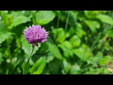 Vorschau Video: Gartenkräuter
