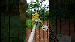 Download lagu sirtu gacor tanpa jeda mp3 Download lagu sirtu gacor tanpa jeda mp3