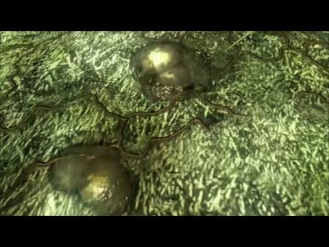 download lagu mp3 mp4 Halo Isolation, download lagu Halo Isolation gratis, unduh video klip Halo Isolation