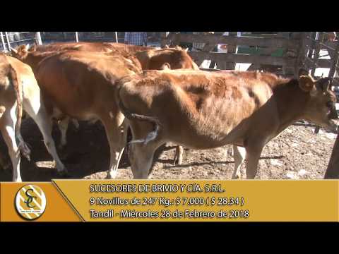 28-02-18 Venta de Macho - Suc. de Brivio y Cía. S.R.L. - Tandil