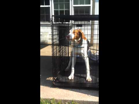 Tango crying orange & white brit