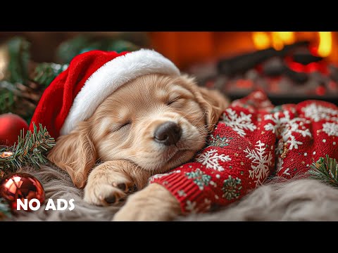 12 HOURS Calming Dog Music 🎅☃️ Calming Melodies for Anxious Dogs 🎶 Soothing Sounds 💖No Ads